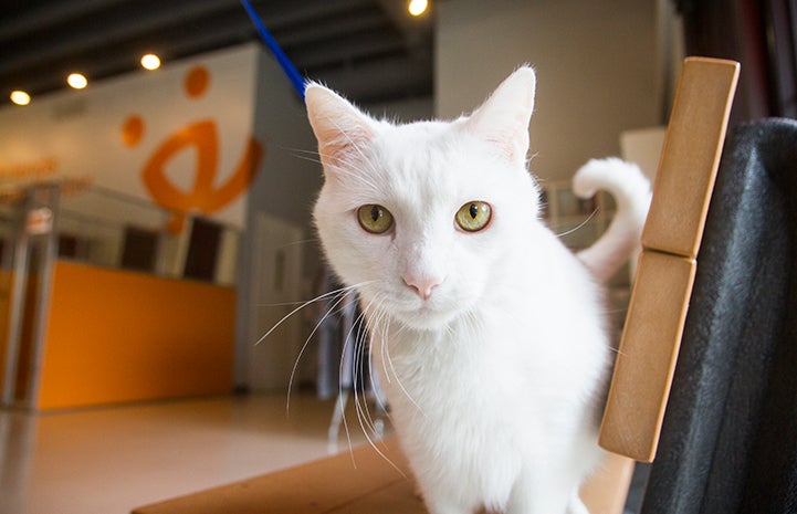 Archer the cat at the Best Friends Pet Adoption Center in Salt Lake City