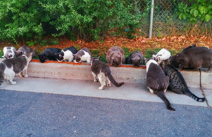 The couple committed to caring for the cats indefinitely by feeding them and keeping an eye on them