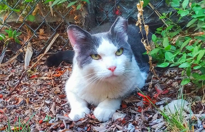 Gray and white eat-tipped cat