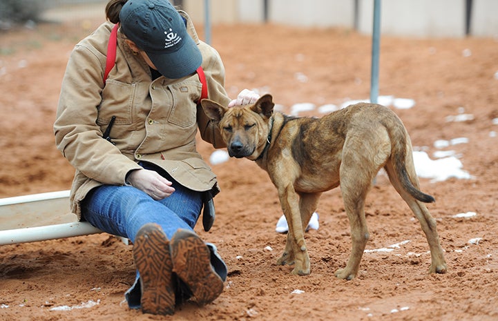 Jane the heeler mix puppy has become a pup role model