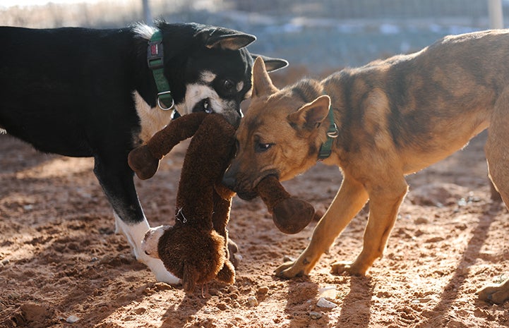 Jane the heeler mix puppy playing with Squid