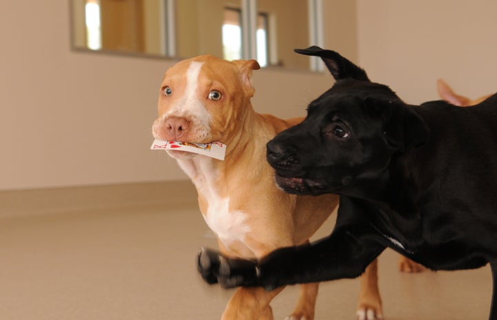 Animal pictures of summer fun: dogs playing with a king of hearts card