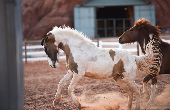 Animal pictures of summer fun: horses running and playing