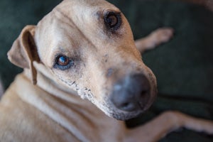 Scratch still sports the scars from his time before he was rescued following Hurricane Katrina