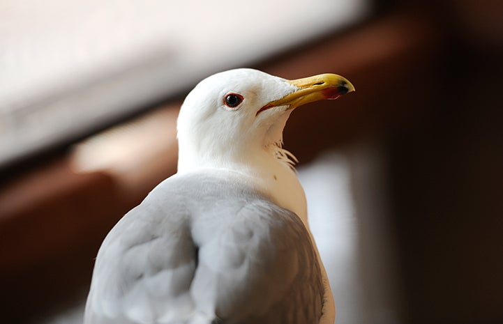 The California gull moved into a more spacious enclosure