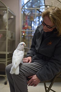 Nicky the senior parrot and Susan hit it off