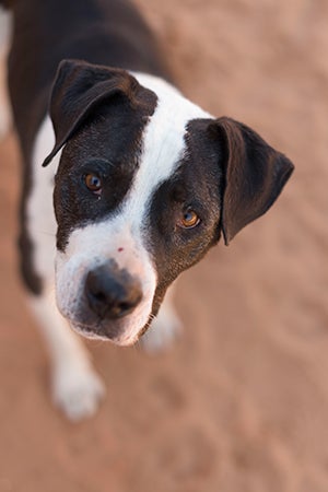 Braxton the senior dog who acts like puppy