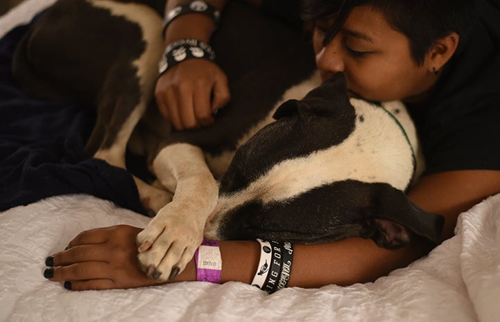 Braxton the senior dog enjoying his sleepover and cuddling