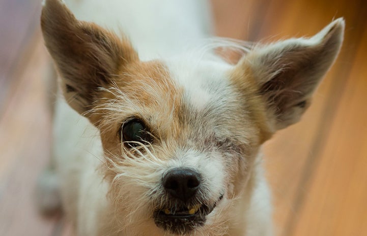 Senior dog named Rainbow