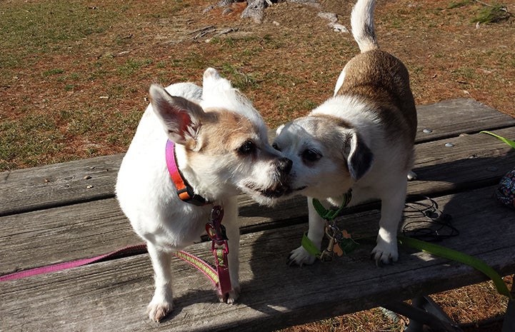 Two dogs playing together