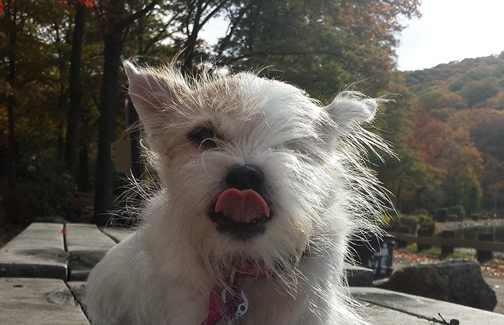 Rainbow the older terrier mix with tongue out