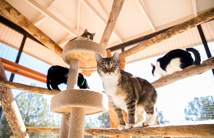 Kendra the cat at Best Friends Animal Sanctuary in Kanab, Utah