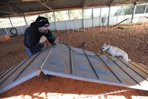 Jazz the Chihuahua and toy fox terrier mix enjoys agility