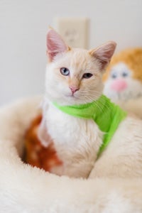 Donatello the vibrant Siamese kitten who got caught in barbed wire