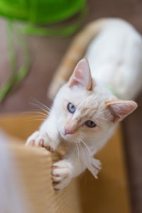 Donatello the Siamese kitten charms everyone he meets