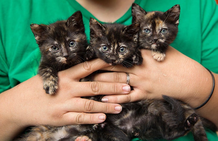 An armful of “torti-tude.”