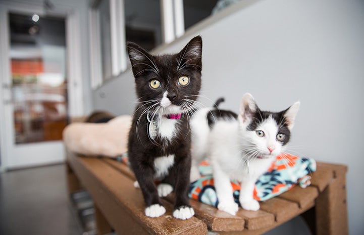 What’s black and white and red all over? Embarrassed kittens caught on camera!