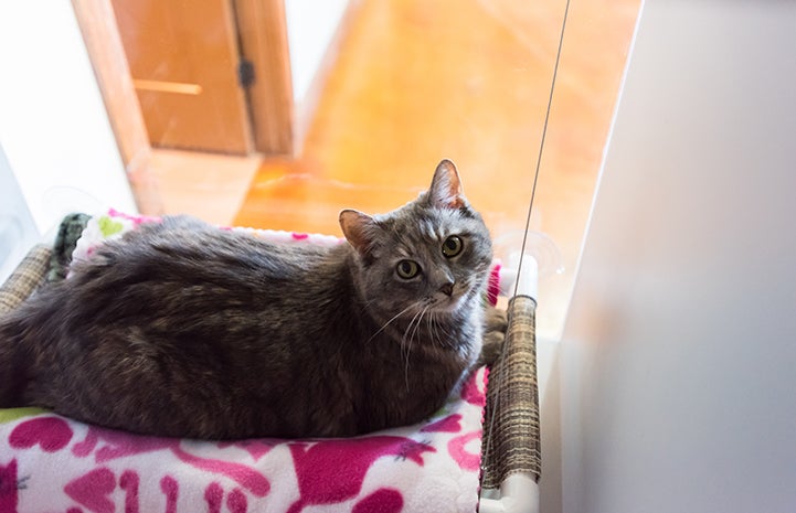 Erica the cat's favorite place to perch is in the plexiglass cubicle