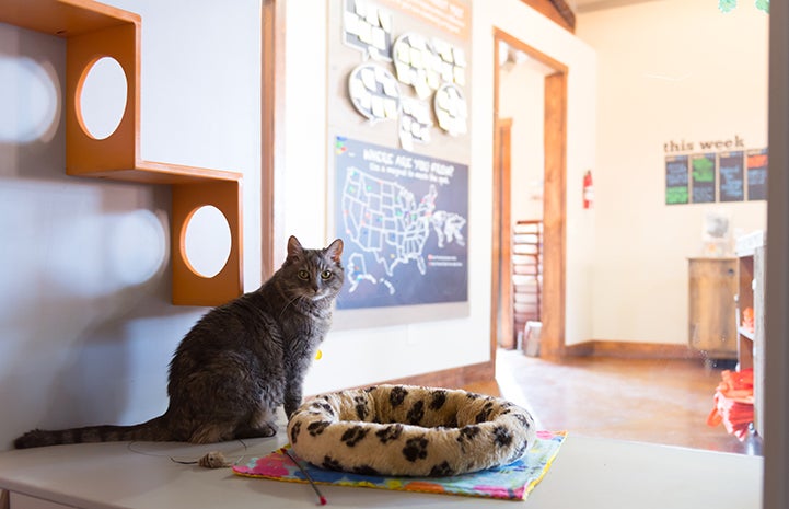 Erica the cat gets to rule the place like her own personal kingdom