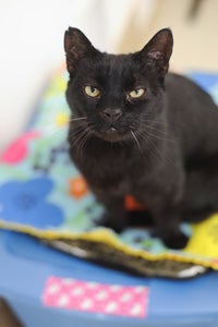 Alexander, the single, senior, black cat