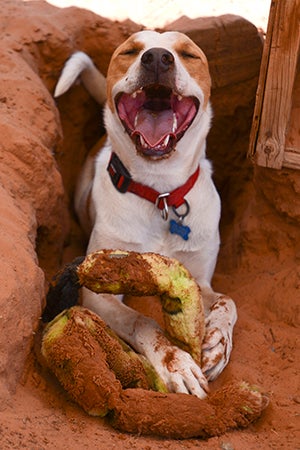 Dog with a big smile out on a walk in Southern Utah