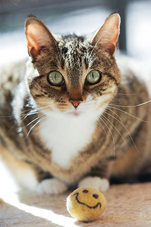 Smiling happy cat