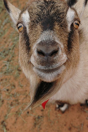 Smiling happy goat