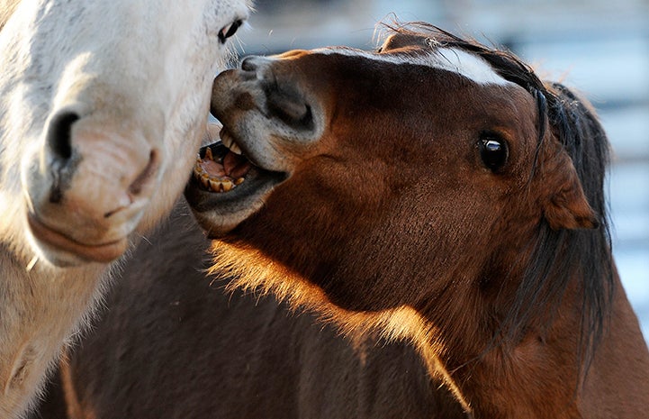 Horse smiling and playing with another horse