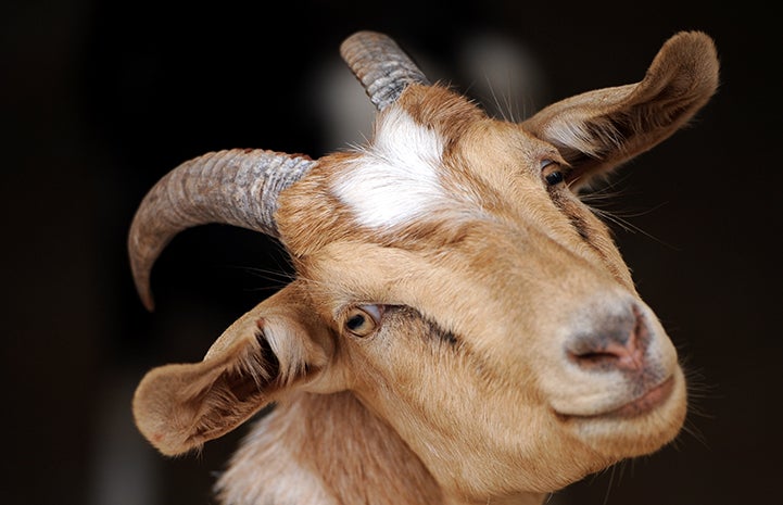 Goat smiling with his head tilted