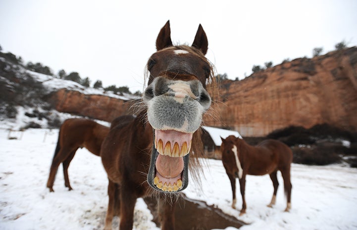 Horse smiling