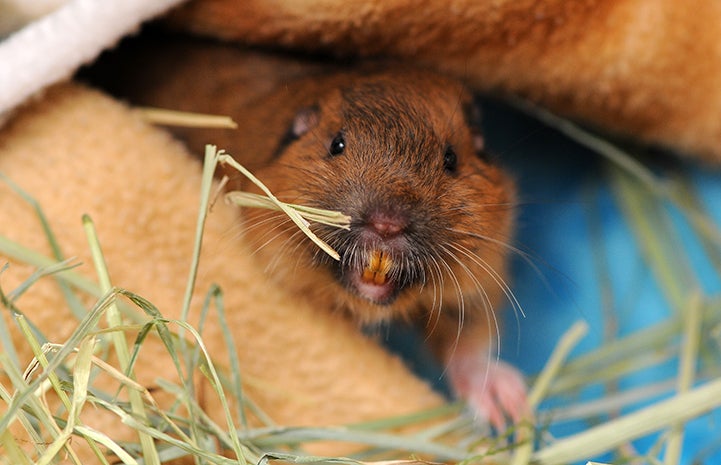 Gopher smiling