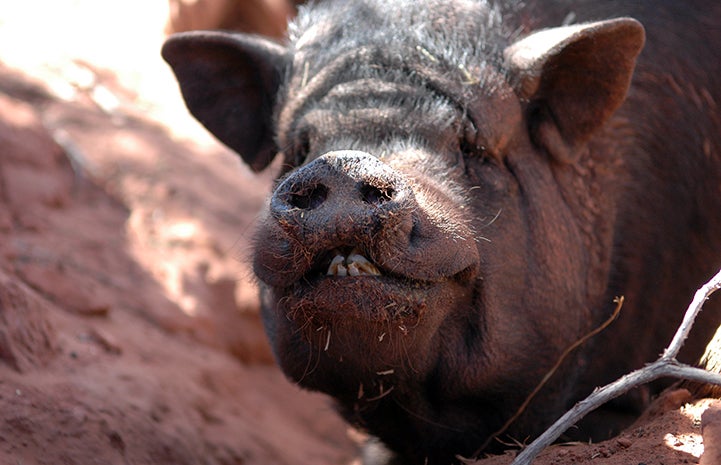 Cute and smiling pig