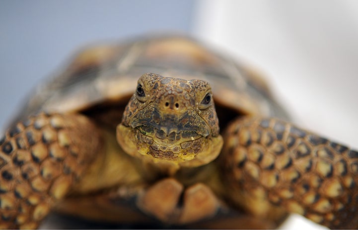 Happy tortoise