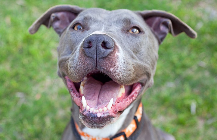 Gray pit bull smiling