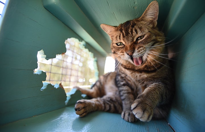 Cat smiling while cleaning himself