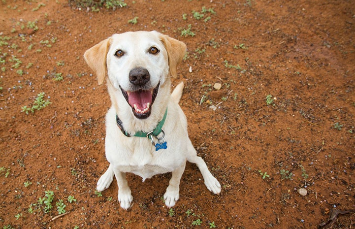 Happy white and tan dog