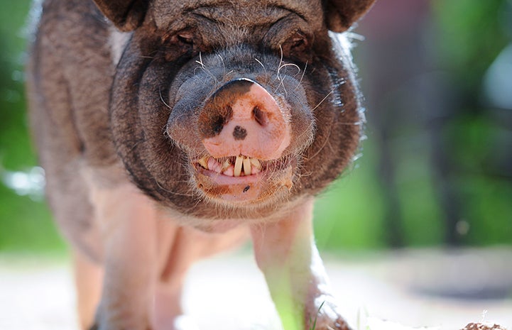 Pig smiling