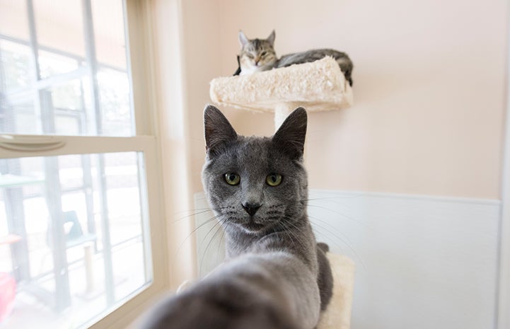 Zinc the cat reaching out for the camera