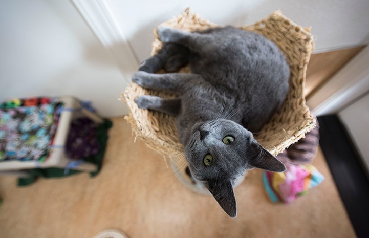 Zinc the cat in bed