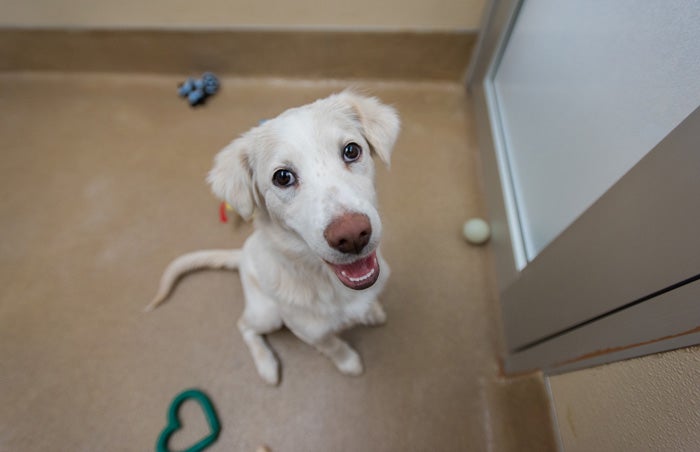 Keel the border collie mix puppy is incontinent