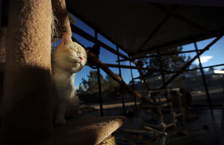 First day of summer, cream cat in sunbeam