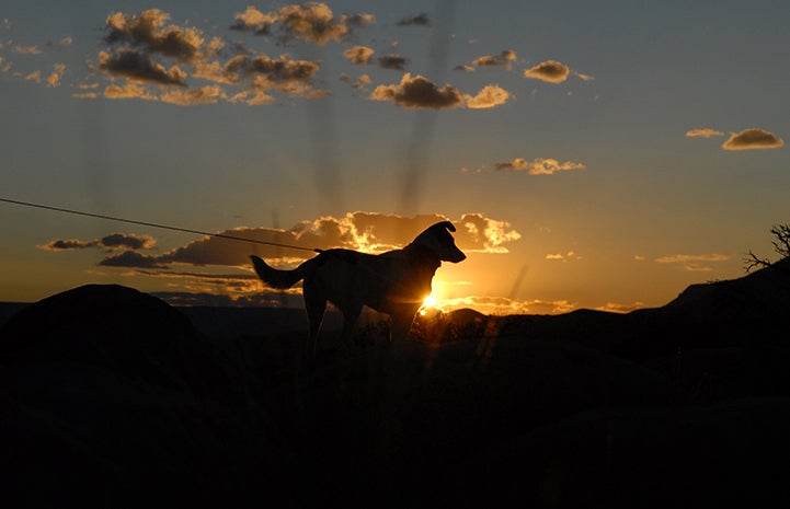 First day of summer, Haley the dog in front of a sunset