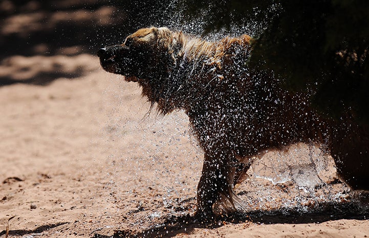 First day of summer, dog shaking water