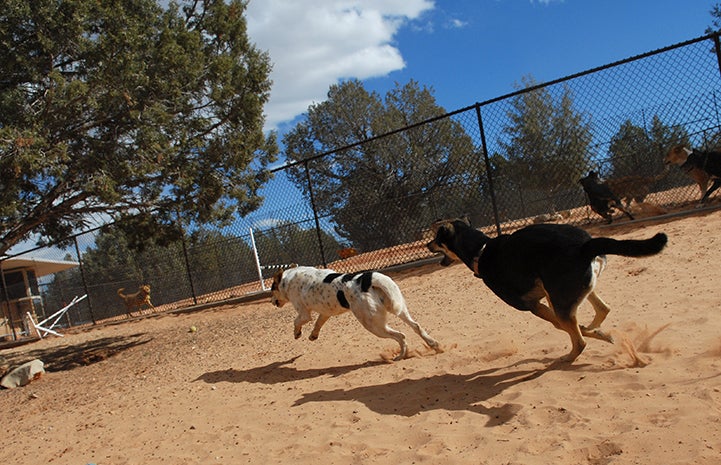 First day of summer,, running dogs