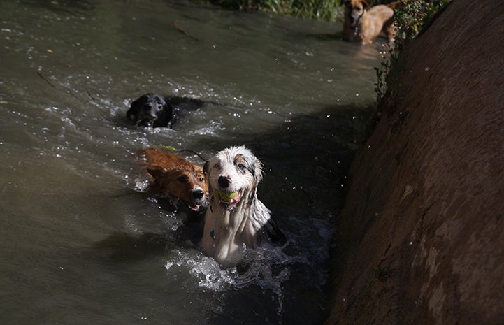 First day of summer, dogs playing in the water