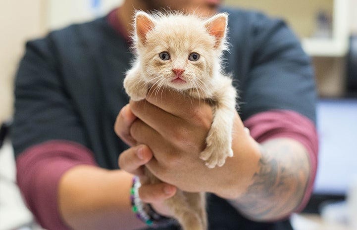 Izabelle’s hard work had paid off, all of the 14 kittens she was nursing were healthy and growing