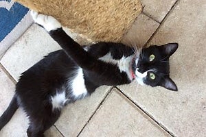 Lemonade the tuxedo cat taking a moment to play