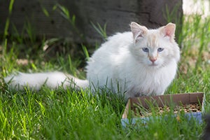 Community cat in Layton, Utah, helped by McKenzie Howard and NKUT