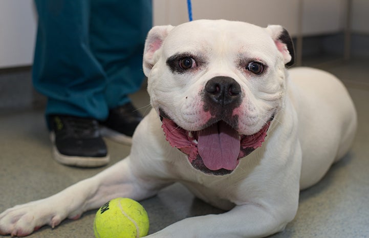 Minnie the American bulldog