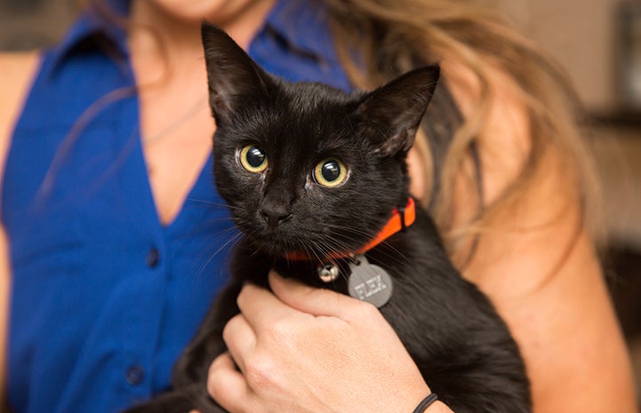 Flex the black kitten being held